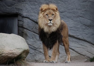 falda-aslan-gormek