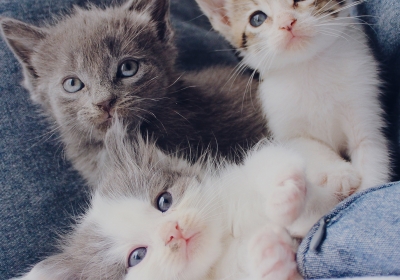 kahve-falinda-kedi-gormek